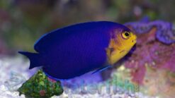 Pygmy Angelfish - 1 - 2" - Caribbean