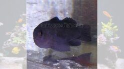 Black Clown Goby - 1" or smaller - Indo-Pacific
