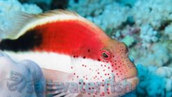 Freckled Hawkfish - 2 - 3" - Indo-Pacific
