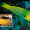 Sunset Wrasse - Central Pacific, Size 2.75 - 3.75 inches