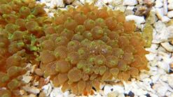 Bubble Tip Anemone - Snowflake, Size 2 - 3 inches