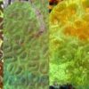 Favia Brain Coral: Orange Center w/ Green Rim - Aquacultured, Size 2.75 - 3.75 inches
