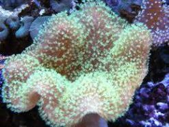 Umbrella Leather Green Polyp, Size 2.75 - 3.75 inches
