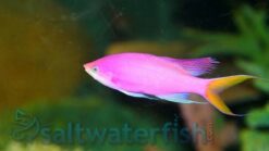 Purple Queen Anthias, Size < 2.25 inches