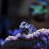 Lawnmower Blenny, Size 3.5 - 4.75 inches