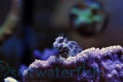 Lawnmower Blenny, Size 3.5 - 4.75 inches