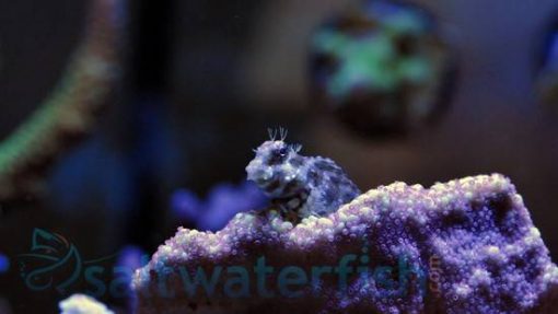 Lawnmower Blenny, Size 3.5 - 4.75 inches