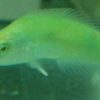 Green Coris Wrasse, Size 2 - 3 inches