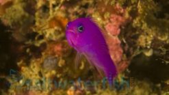 Purple Pseudochromis - 1.25 - 2.25" - Indo-Pacific