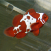 Gold X Lightning Maroon Clownfish: Captive Bred