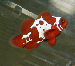 Gold X Lightning Maroon Clownfish: Captive Bred
