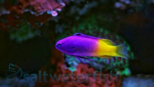 Royal Gramma, Size < 1 inch