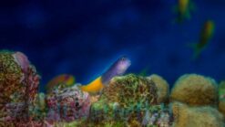 Bicolor Blenny - 1.25 - 2.25" - Indian Ocean