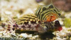Scooter Blenny - 1.25" or smaller - Indo-Pacific