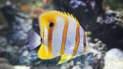 Copperband Butterfly - 2.25 - 3.5" - Indo-Pacific