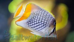 Pearlscale Butterfly - 2.25" or smaller - Indo-Pacific