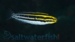 Striped Blenny - 2 - 3" - Indo-Pacific