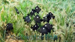 Domino Damsel - 1" or smaller - Indo-Pacific