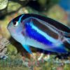 Bellus Angelfish: Female, Size < 2.25 inches