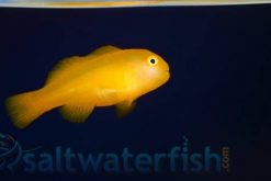 Yellow Clown Goby, Size < 1 inch