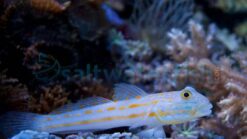 Diamond Goby - 2.25" or smaller - Indian Ocean
