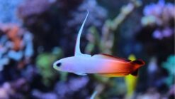Firefish Goby - 2 - 3" - Indo-Pacific