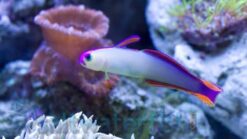 Purple Firefish Goby - 2" or smaller - Indo-Pacific