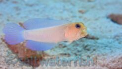 Pearly Jawfish - 2.25" or smaller - Caribbean