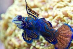 Green Mandarin Dragonet - Philippines, Size < 2 inches