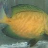 Chevron Tang