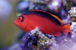 Flame Hawkfish - 2 - 3" - Central Pacific