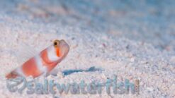 Orange Banded Prawn Goby - 2.25 - 3.5" - Indian Ocean