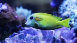 Orange Shoulder Tang - 2.25 - 3.5" - SSC Certified - Juvenile - Central Pacific