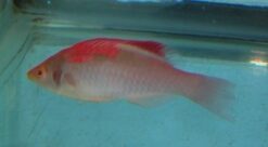 Red Fin Fairy Wrasse - 2" or smaller - Indo-Pacific
