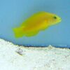 Yellow Dusky Dottyback