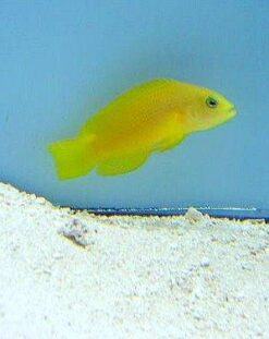 Yellow Dusky Dottyback
