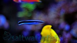 Cleaner Wrasse - 2" or smaller - Indo-Pacific
