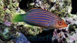 Six Line Wrasse - 1.25" or smaller - Indo-Pacific
