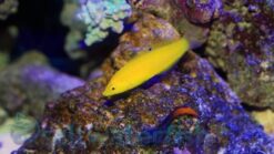 Yellow Wrasse - 2" or smaller - Indo-Pacific