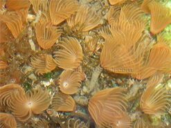 Duster Cluster - Atlantic, Size 2.25 - 3.5 inches
