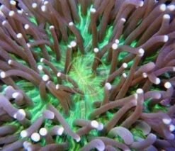 Plate Coral: Colored - Long Tentacle, Size 1.25 - 1.75 inch