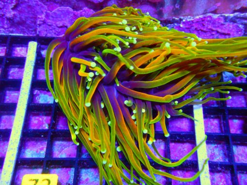 TORCH INDO DRAGON SOUL 2 HEAD