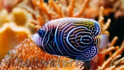 Emperor Angelfish - 2.25" or smaller - Juvenile - Indian Ocean