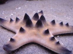 Chocolate Chip Starfish, Size 2.25 - 3.5 inches