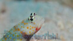 Orange Spotted Shrimpgoby - 2.25" or smaller - Indo-Pacific