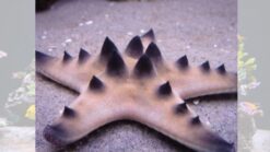 Chocolate Chip Starfish, Size < 2.25 inches