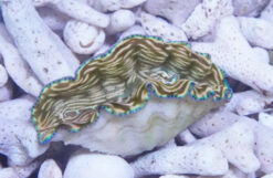 Derasa Clam: Striped w/ Blue Rim - Aquacultured, Size .75 - 1.24 inch