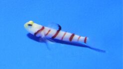 Dracula Goby - 1.25 - 2.25" - Indian Ocean