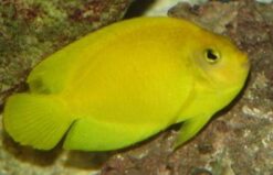 Yellow Angelfish - 2" or smaller - Indo-Pacific