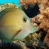 Scopas Tang